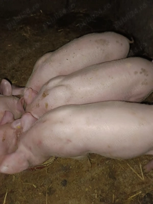 Vând 6.  Purcei au 7 săptămâni. - imagine 4