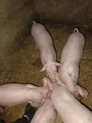 Vând 6.  Purcei au 7 săptămâni. - imagine 3