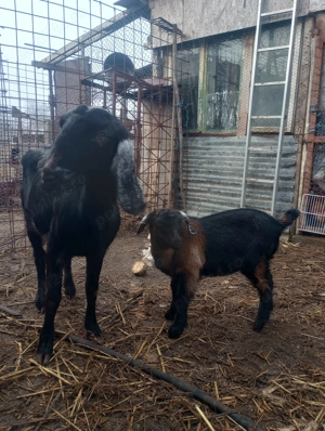 Vând capre - imagine 3