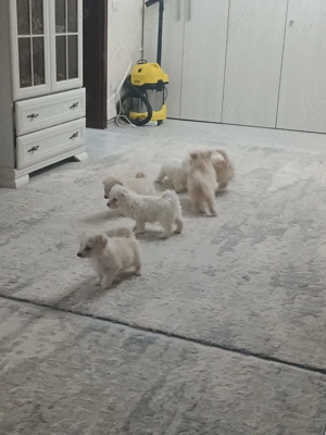 Vand Bichoni Maltezi - imagine 2