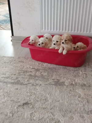 Vand Bichoni Maltezi