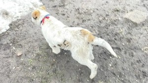 Vand pui femela  mix ciobanesc de asia centrala cu ciobanesc romanesc - imagine 4