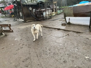 Vand pui femela  mix ciobanesc de asia centrala cu ciobanesc romanesc - imagine 5