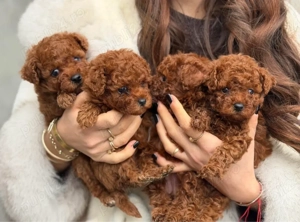 Toy Poodle Red ( Pudel miniatura ) Sub 2 kg ca si adult