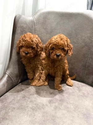 Toy Poodle Red ( Pudel miniatura ) Sub 2 kg ca si adult - imagine 2