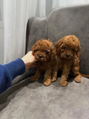 Toy Poodle Red ( Pudel miniatura ) Sub 2 kg ca si adult - imagine 3