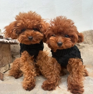 Toy Poodle Red ( Pudel miniatura ) Sub 2 kg ca si adult - imagine 4