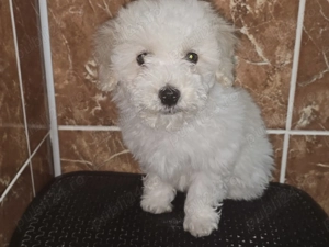 Vand bichon havanez - imagine 4