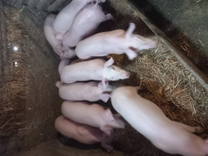 vând purcei  - imagine 2