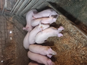 vând purcei  - imagine 3