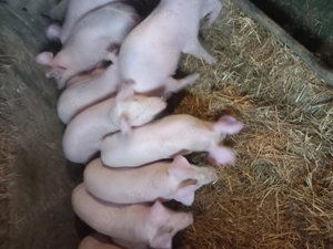 vând purcei  - imagine 4