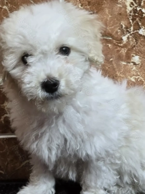 Vand bichon havanez - imagine 3