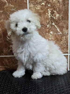 Vand bichon havanez - imagine 2