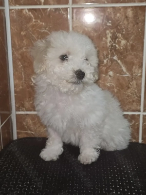 Vand bichon havanez - imagine 5