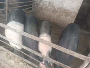 Vând porci de la 40-70 kg - imagine 2