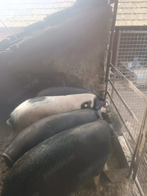 Vând porci de la 40-70 kg - imagine 3