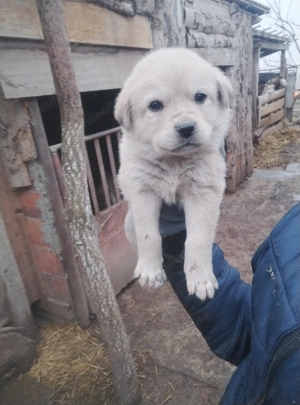 Căței mers cangal cu ciobănesc  - imagine 2