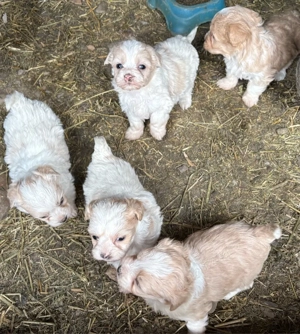 Pui Bichon Maltez  - imagine 2