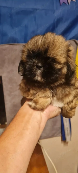 Fetiță Shih Tzu - imagine 3