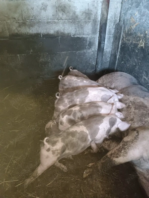 Porci purcei  - imagine 2