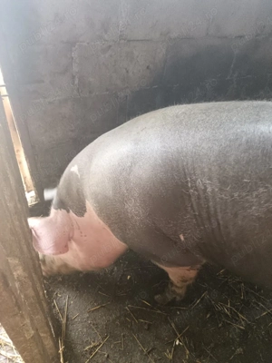 Porci purcei  - imagine 4