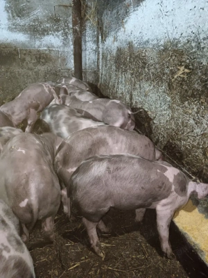 Porci purcei  - imagine 5