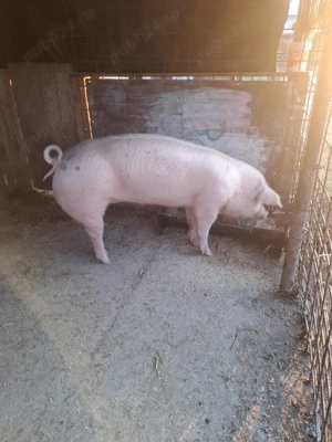 Dau scrofita tanara! - imagine 2