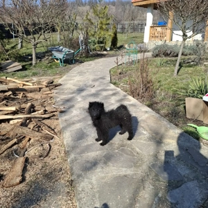 Căței de intors -Mudi 