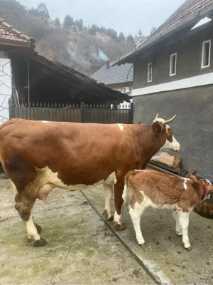 vaca de vanzare - imagine 2