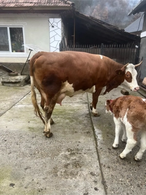 vaca de vanzare - imagine 5