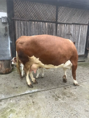 vaca de vanzare - imagine 4