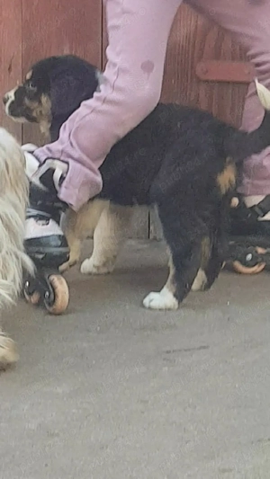 Vând un cățel de întors oi mudi şi o femeluță ciobănesc de Asia centrală  - imagine 2