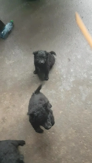 Vând un cățel de întors oi mudi şi o femeluță ciobănesc de Asia centrală 