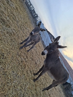 vand Magarita  fatata 2 zile - imagine 3