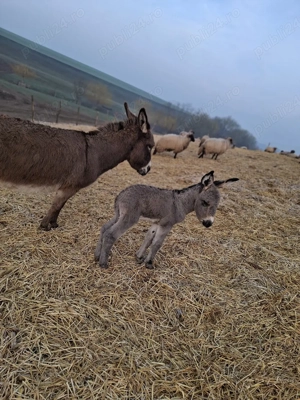 vand Magarita  fatata 2 zile - imagine 2