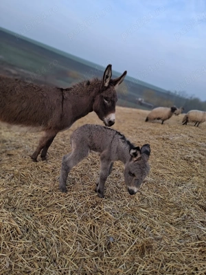 vand Magarita  fatata 2 zile