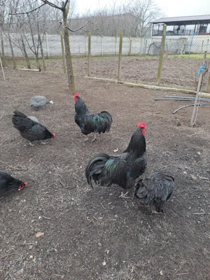 Ouă de incubat Australorp, Marans, Araucana si Brahma  - imagine 4
