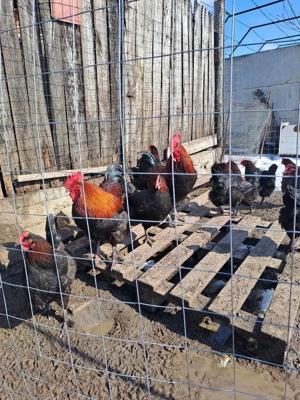 Ouă de incubat Australorp, Marans, Araucana si Brahma  - imagine 2