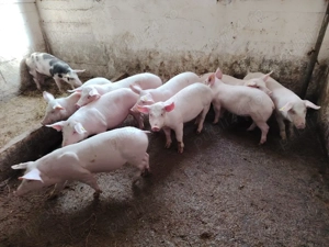 Vând purcei!  - imagine 5