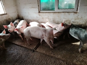 Vând porci - imagine 2