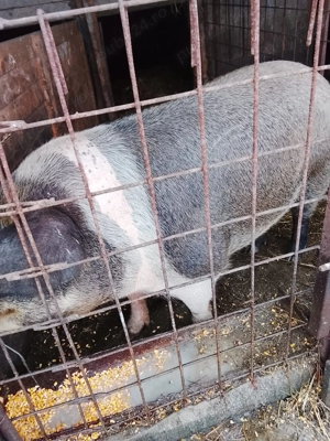 Porci de vanzare - imagine 5