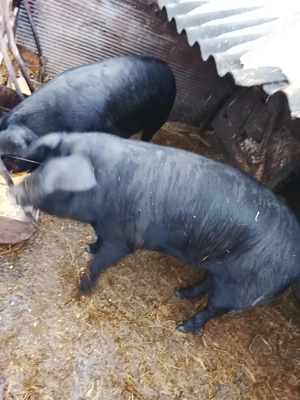Porci de vanzare - imagine 3