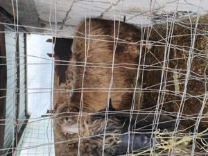 Vând berbec rasa turcan