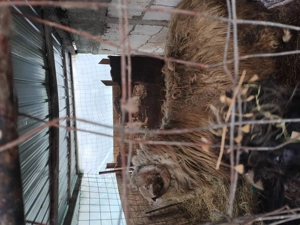 Vând berbec rasa turcan - imagine 2