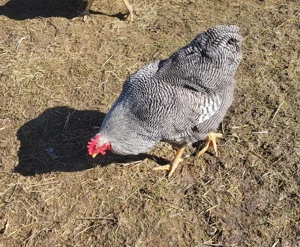 Vănd Cocosi de rasă - imagine 2