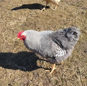 Vănd Cocosi de rasă