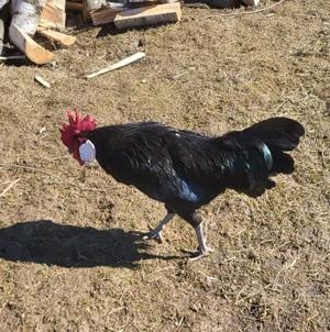 Vănd Cocosi de rasă - imagine 3