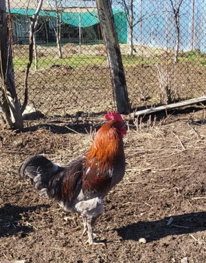 Vănd Cocosi de rasă - imagine 5