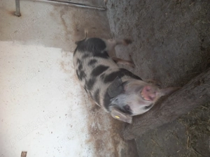 Vând porc de carne 17 kg aproximativ 120kg ! - imagine 2