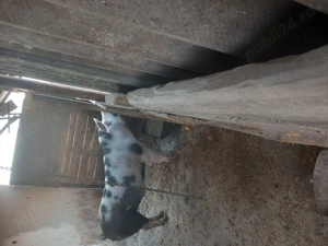 Vând porc de carne 17 kg aproximativ 120kg ! - imagine 4